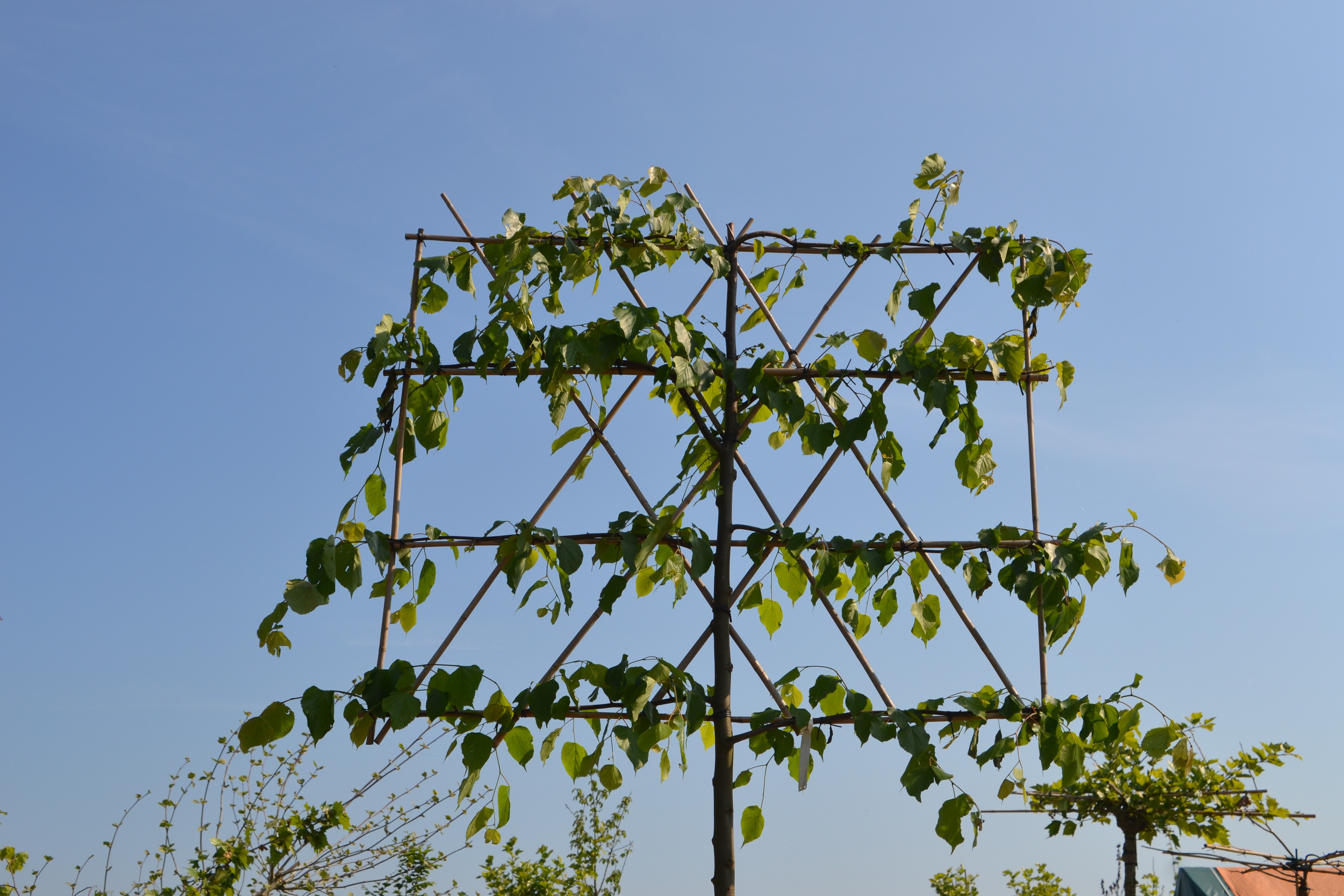Leilinde kopen, leiboom kopen