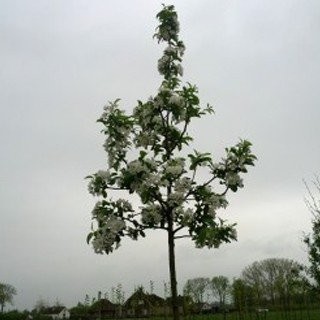 Bomen kopen online Bomen kopen online